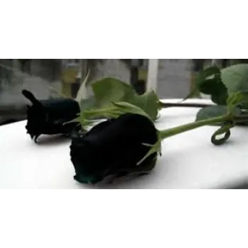 Stylist Black Rose